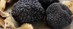 La Truffe noir du Périgord Truffe noire mélanosporum du Périgord
